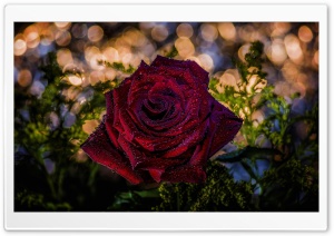 Red Rose, Bokeh Ultra HD Wallpaper for 4K UHD Widescreen desktop, tablet & smartphone