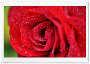 Red Rose Closeup Ultra HD Wallpaper for 4K UHD Widescreen desktop, tablet & smartphone