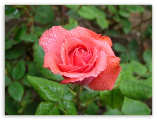 Red Rose Flower UltraHD Wallpaper for Fullscreen 4:3 UXGA XGA SVGA ;