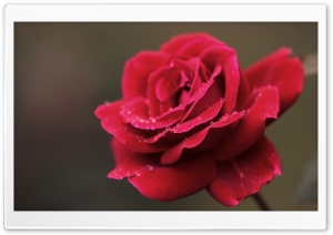 Red Rose Flower Macro Ultra HD Wallpaper for 4K UHD Widescreen desktop, tablet & smartphone