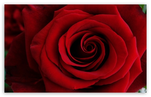 Red Rose Flower Macro UltraHD Wallpaper for UHD 16:9 ; HD 16:9 ; UltraWide 21:9 24:10 32:9 32:10 ; Widescreen 16:10 5:3 ; Fullscreen 4:3 5:4 3:2 ; Tablet 1:1 ; Mobile 9:16 9:19.5 9:20 9:21 9:22 10:16 2:3 3:5 3:4 ; Dual 16:10 5:3 16:9 4:3 5:4 3:2 ;