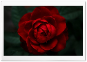 Red Rose, Flower, Macro, Aesthetic 4K UHD Wallpaper for Widescreen and UltraWide Desktop, UltraHD TV, Smartphone, Tablet