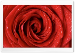 Red Rose Flower, Water Drops, Macro Ultra HD Wallpaper for 4K UHD Widescreen desktop, tablet & smartphone