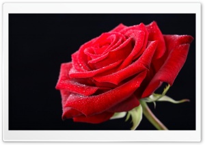 Red Rose HD 4K UHD Wallpaper for Widescreen and UltraWide Desktop, UltraHD TV, Smartphone, Tablet