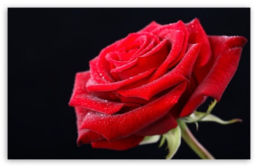 Red Rose HD UltraHD Wallpaper for Widescreen 16:10 ;