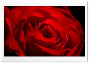Red Rose Love Flower Ultra HD Wallpaper for 4K UHD Widescreen desktop, tablet & smartphone