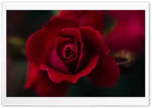 Red Rose Macro Ultra HD Wallpaper for 4K UHD Widescreen desktop, tablet & smartphone
