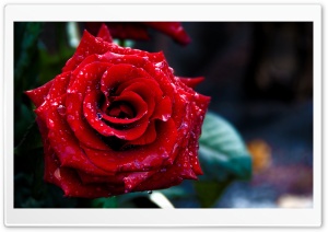 Red Rose Macro Shoot Ultra HD Wallpaper for 4K UHD Widescreen desktop, tablet & smartphone