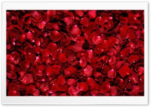 Red Rose Petals Ultra HD Wallpaper for 4K UHD Widescreen desktop, tablet & smartphone