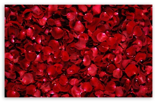 Red Rose Petals Ultra HD Desktop Background Wallpaper for 4K UHD TV : Multi  Display, Dual Monitor : Tablet : Smartphone