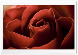 Red Rose Petals Macro Ultra HD Wallpaper for 4K UHD Widescreen desktop, tablet & smartphone