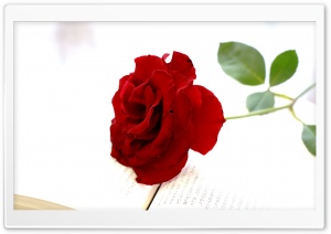Red Rose Placed on Open Book 4K UHD Wallpaper for Widescreen and UltraWide Desktop, UltraHD TV, Smartphone, Tablet