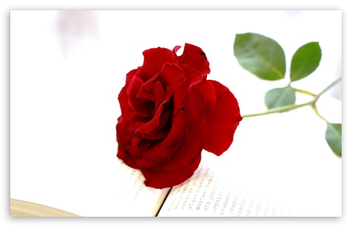 Red Rose Placed on Open Book 4K UHD Wallpaper for Widescreen and UltraWide Desktop, UltraHD TV, Smartphone, Tablet Red Rose Placed on Open Book UltraHD Wallpaper for UHD 16:9 ; HD 16:9 ; UltraWide 21:9 24:10 ; Widescreen 16:10 5:3 ; Fullscreen 4:3 5:4 3:2 ; Tablet 1:1 ; Mobile 9:16 9:19.5 9:20 9:21 9:22 10:16 2:3 3:5 3:4 ;