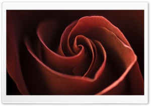 Red Rose Swirl Petals Ultra HD Wallpaper for 4K UHD Widescreen desktop, tablet & smartphone