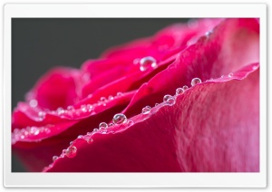 Red Rose Water Drops Macro Ultra HD Wallpaper for 4K UHD Widescreen desktop, tablet & smartphone