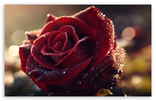 Red Rose with Water Droplets Macro Flower UltraHD Wallpaper for UHD 16:9 ; HD 16:9 ; UltraWide 21:9 24:10 32:9 32:10 ; Widescreen 16:10 ; Tablet 1:1 ; Mobile 9:16 9:19.5 9:20 ; Dual 16:10 16:9 ;
