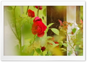 Red Roses   Rosarium Utrecht Ultra HD Wallpaper for 4K UHD Widescreen desktop, tablet & smartphone