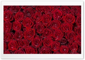 Red Roses Background Ultra HD Wallpaper for 4K UHD Widescreen desktop, tablet & smartphone
