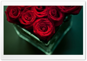Red Roses in a Vase Ultra HD Wallpaper for 4K UHD Widescreen desktop, tablet & smartphone