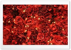 Red Roses Lights Ultra HD Wallpaper for 4K UHD Widescreen desktop, tablet & smartphone