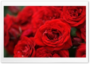 Red Roses Macro Ultra HD Wallpaper for 4K UHD Widescreen desktop, tablet & smartphone