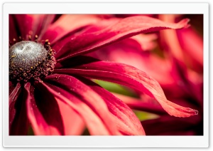 Red Rudbeckia Closeup Ultra HD Wallpaper for 4K UHD Widescreen desktop, tablet & smartphone
