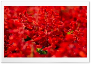 Red Salvia Ultra HD Wallpaper for 4K UHD Widescreen desktop, tablet & smartphone