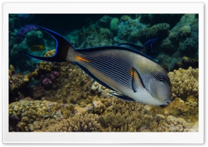 Red Sea Fish Ultra HD Wallpaper for 4K UHD Widescreen desktop, tablet & smartphone