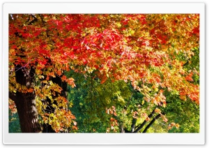 Red Season Ultra HD Wallpaper for 4K UHD Widescreen desktop, tablet & smartphone