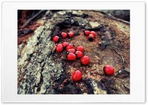 Red Seed 4K UHD Wallpaper for Widescreen and UltraWide Desktop, UltraHD TV, Smartphone, Tablet