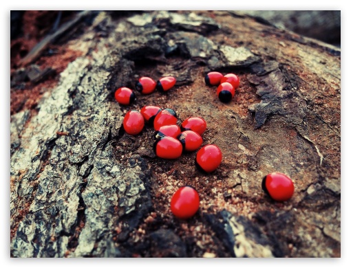 Red Seed UltraHD Wallpaper for Fullscreen 4:3 ;