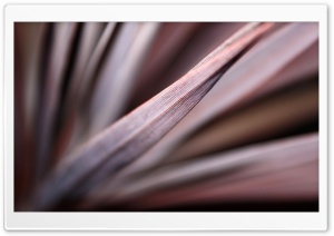 Red Sensation Ultra HD Wallpaper for 4K UHD Widescreen desktop, tablet & smartphone