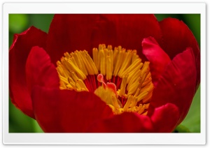 Red Small Flower Macro Ultra HD Wallpaper for 4K UHD Widescreen desktop, tablet & smartphone