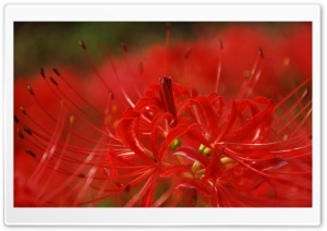 Red Spider Lily Ultra HD Wallpaper for 4K UHD Widescreen desktop, tablet & smartphone