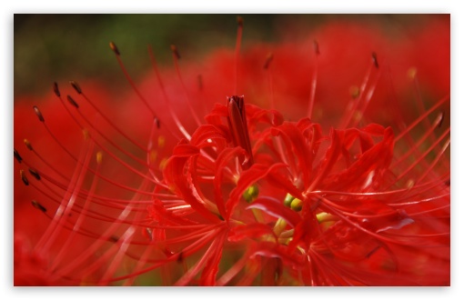 Red Spider Lily Ultra HD Desktop Background Wallpaper for 4K UHD TV ...