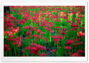 Red Spider Lily Field Ultra HD Wallpaper for 4K UHD Widescreen desktop, tablet & smartphone