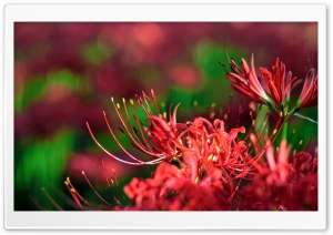 Red Spider Lily, Japan Ultra HD Wallpaper for 4K UHD Widescreen desktop, tablet & smartphone