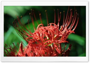 Red Spider Lily, Lycoris Radiata Ultra HD Wallpaper for 4K UHD Widescreen desktop, tablet & smartphone