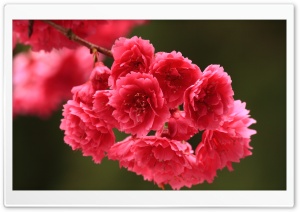 Red Spring Flowers Ultra HD Wallpaper for 4K UHD Widescreen desktop, tablet & smartphone