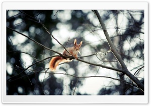 Red Squirrel In Tree Ultra HD Wallpaper for 4K UHD Widescreen desktop, tablet & smartphone