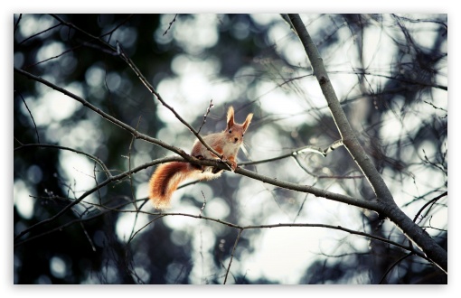 Red Squirrel In Tree UltraHD Wallpaper for 8K UHD TV 16:9 Ultra High Definition 2160p 1440p 1080p 900p 720p ; Widescreen 16:10 5:3 WHXGA WQXGA WUXGA WXGA WGA ; Fullscreen 4:3 5:4 3:2 UXGA XGA SVGA QSXGA SXGA DVGA HVGA HQVGA ( Apple PowerBook G4 iPhone 4 3G 3GS iPod Touch ) ; Tablet 1:1 ; Mobile 3:5 3:4 - ; Dual 16:10 5:3 16:9 4:3 5:4 WHXGA WQXGA WUXGA WXGA WGA 2160p 1440p 1080p 900p 720p UXGA XGA SVGA QSXGA SXGA ;