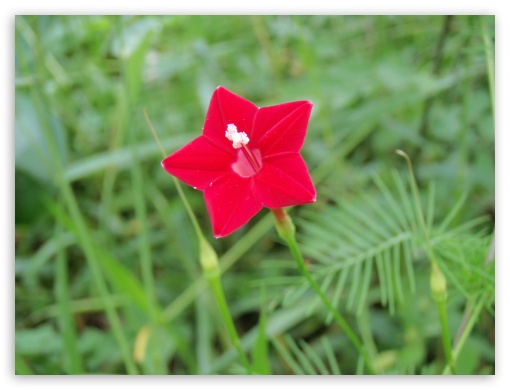 Red star flower 1 UltraHD Wallpaper for Fullscreen 4:3 UXGA XGA SVGA ;