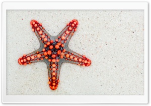 Red Starfish on Beach Ultra HD Wallpaper for 4K UHD Widescreen desktop, tablet & smartphone