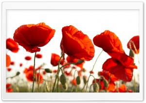 Red Summer Wildflowers Ultra HD Wallpaper for 4K UHD Widescreen desktop, tablet & smartphone