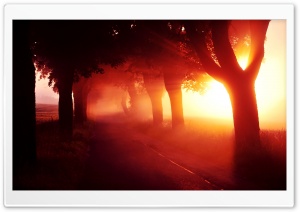 Red Sunset   Tree Lined Road Ultra HD Wallpaper for 4K UHD Widescreen desktop, tablet & smartphone