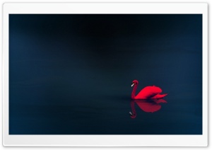 Red Swan Ultra HD Wallpaper for 4K UHD Widescreen desktop, tablet & smartphone