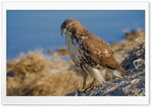 Red-Tailed Hawk Predator Ultra HD Wallpaper for 4K UHD Widescreen Desktop, Lockscreen, Screensaver, TV, Tablet, Smartphone