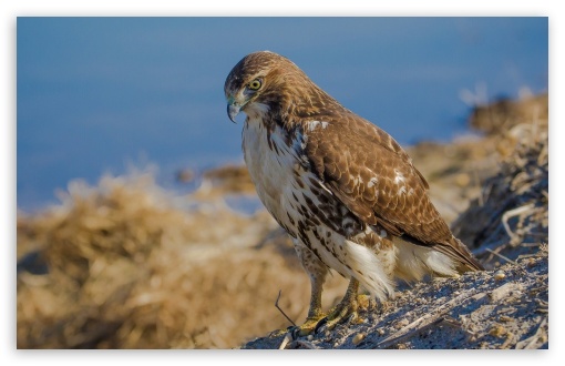 Red-Tailed Hawk Predator UltraHD Wallpaper for HD 16:9 ; Widescreen 16:10 5:3 ; Fullscreen 4:3 5:4 3:2 ; Tablet 1:1 ; Mobile 3:4 ;