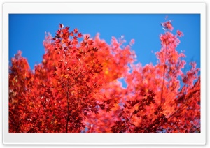 Red Tree Ultra HD Wallpaper for 4K UHD Widescreen desktop, tablet & smartphone