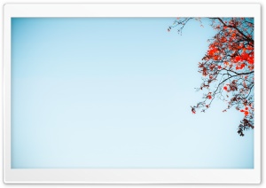 Red Tree Against A Blue Sky Ultra HD Wallpaper for 4K UHD Widescreen desktop, tablet & smartphone